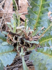 Pedicularis centranthera