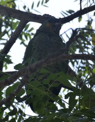 Amazona amazonica