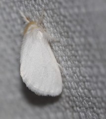 Euproctis panabra
