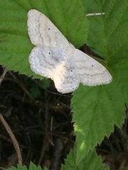 Scopula incanata
