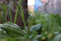 Plantago major