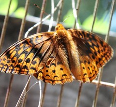 Speyeria cybele