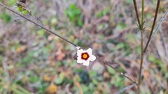 Sida linifolia