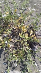 Cakile maritima maritima