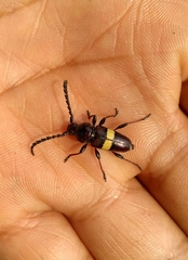 Lissonotus flavocinctus