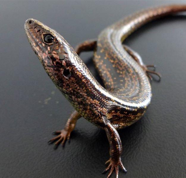 Kapitia Skink