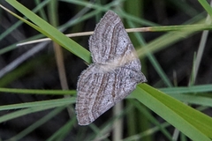 Scotopteryx coarctaria