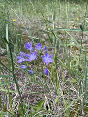 Triteleia
