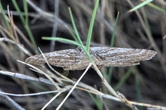 Scotopteryx coarctaria