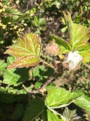 Rubus ursinus macropetalus