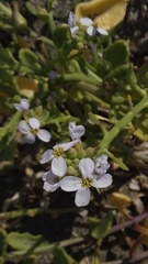 Cakile maritima maritima