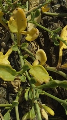 Cakile maritima maritima