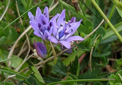 Scilla verna