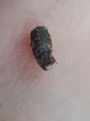 Dissoleucas niveirostris
