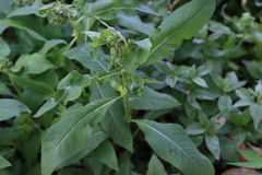Persicaria