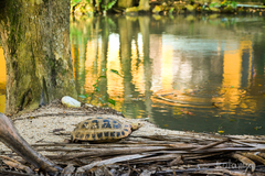 Indotestudo elongata