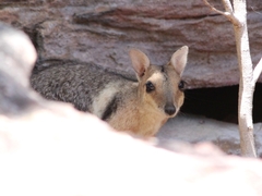 Eastern Short-Eared Rock-Wallaby photo 4
