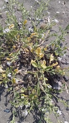 Cakile maritima maritima