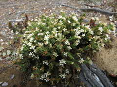 Kelleria villosa