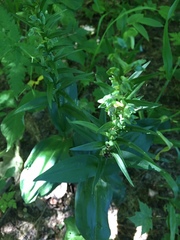 Dactylorhiza viridis