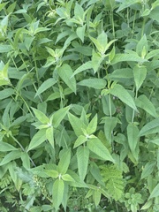 Monarda didyma
