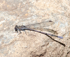 Argia tonto