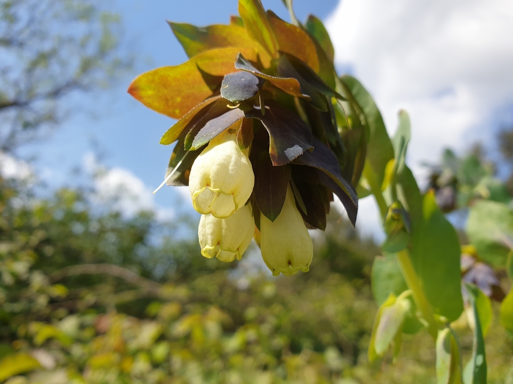 Cerinthe palaestina; photograph (c) Dmitry Babin, some rights reserved (CC BY)