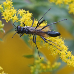 Eremnophila aureonotata