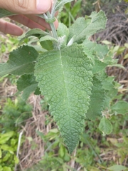 Buddleja stachyoides