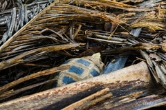 Indotestudo elongata