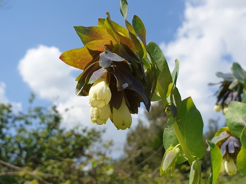 Cerinthe palaestina, photograph 1