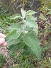 Buddleja stachyoides
