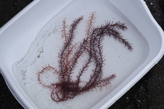 Gloiosiphonia verticillaris