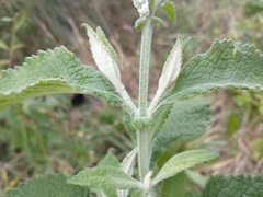 Buddleja stachyoides
