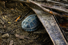 Malayemys macrocephala