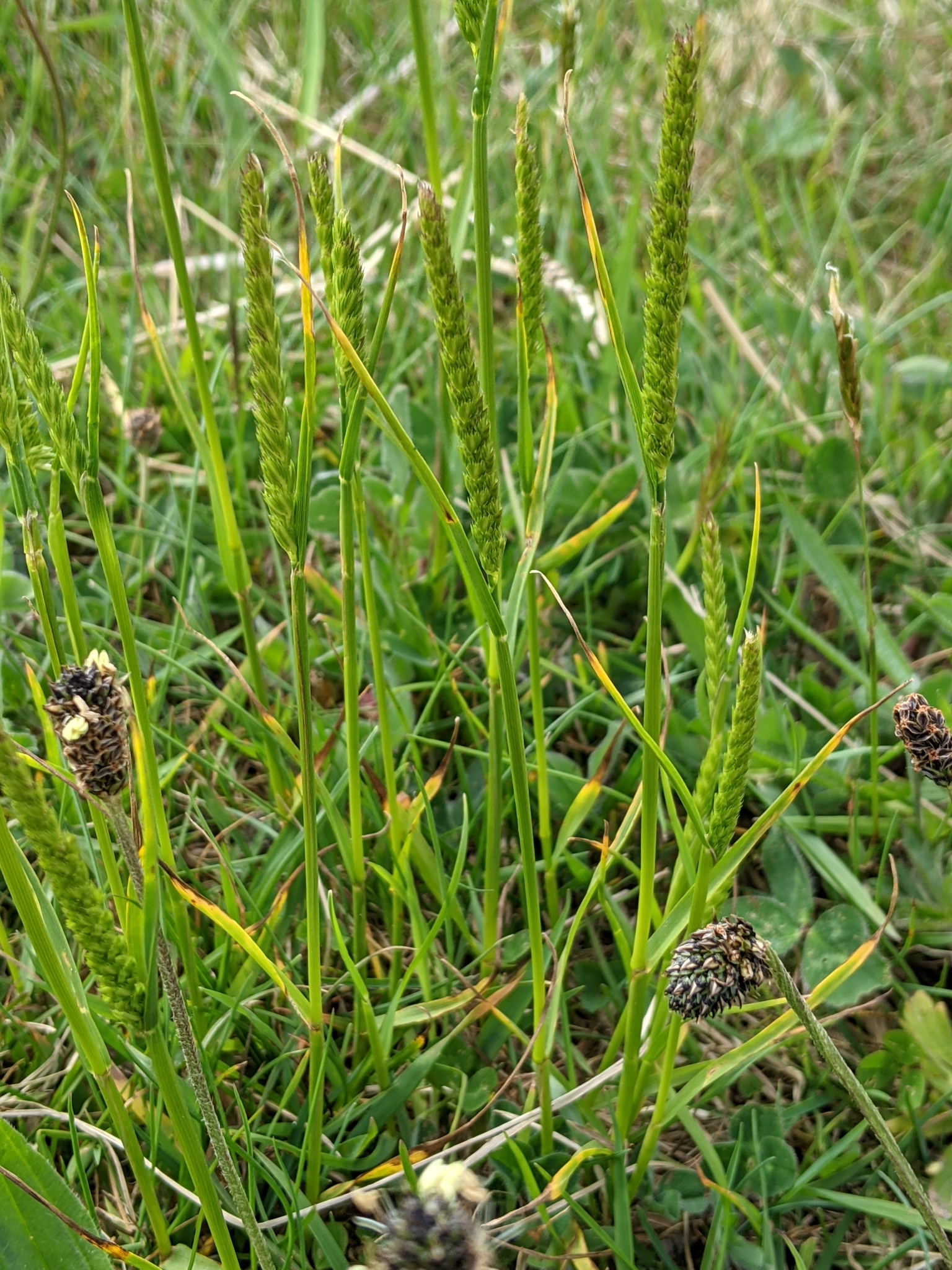 (c) Victor Heng, aucun droit réservé (CC0) https://www.inaturalist.org/observations/83183086