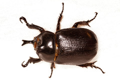 Cyphonistes vallatus