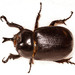 Forkhorn Rhinoceros Beetle - Photo (c) fubr, some rights reserved (CC BY-NC-ND), uploaded by fubr