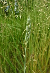 Triticum spelta