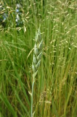 Triticum spelta