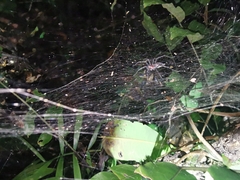 Aglaoctenus castaneus