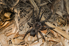 Phormictopus atrichomatus