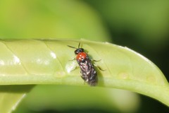 Eutomostethus ephippium