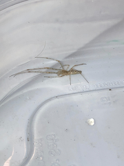 Tetragnatha versicolor