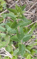 Chromolaena hirsuta