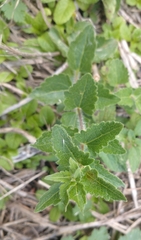 Chromolaena hirsuta