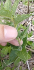Chromolaena hirsuta