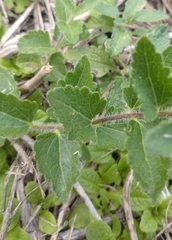 Chromolaena hirsuta