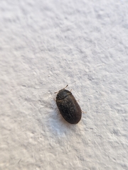 Attagenus