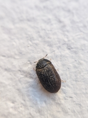 Attagenus
